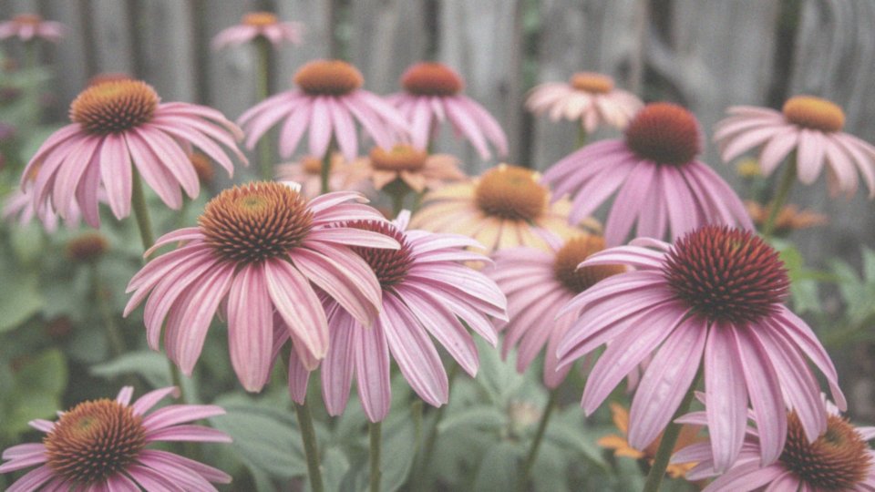 Jakie są ciekawe odmiany jeżówki purpurowej (_Echinacea purpurea_)?