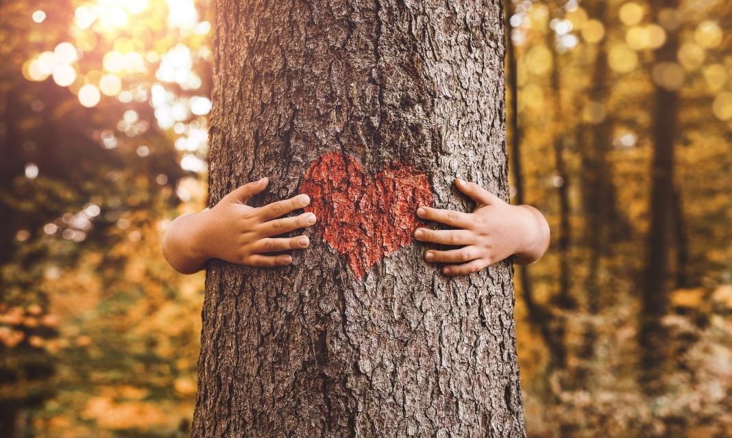 Znaczenie drzew w Gliwicach: Ochrona cennych skarbów dla dobra naszego miasta